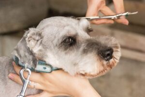 【2026年最新】愛犬・愛猫の健やかな毎日を支える！おすすめのペット関連サービスまとめ
