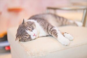 【2026年最新】ペットとの絆が深まる！おすすめのペット関連情報メディアまとめ