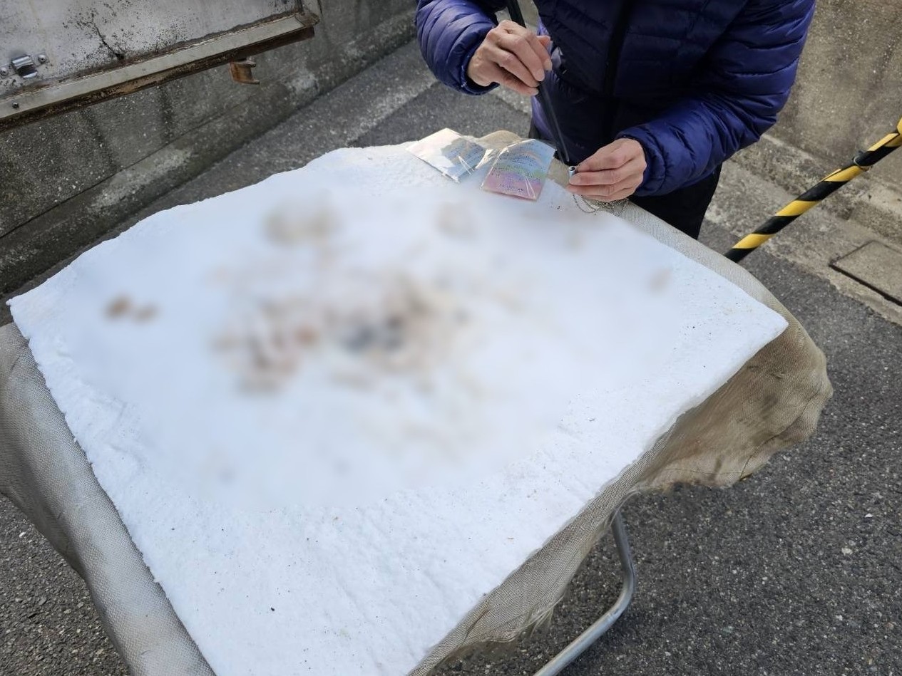 堺市でおだやかな性格で賢かった猫ちゃんの旅立ちをお手伝いしました